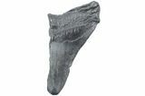 Partial Megalodon Tooth - South Carolina #226530-1
